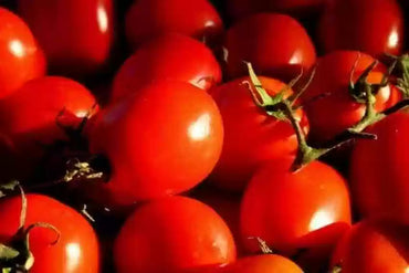 Grafted French Heritage Tomato Seeds