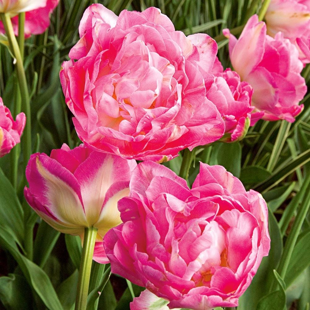 Double Sugar Tulip Seeds