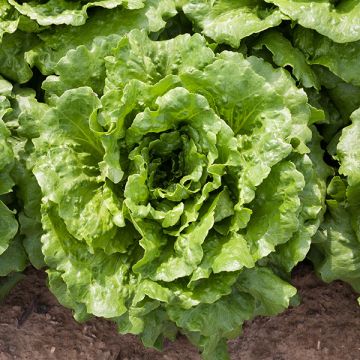Concept – Organic Lettuce Seed