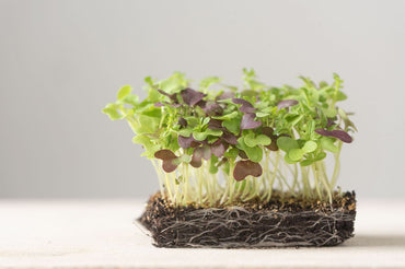 Spicy Micro Mix – Microgreen Seed