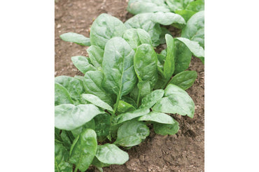 Corvair – Organic Spinach Seed