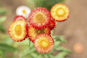 Strawflower Seeds - Golden Yellow