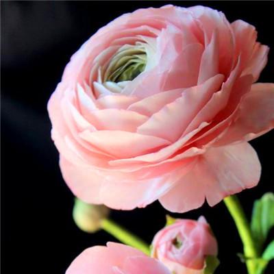 Ranunculus Flower Double Flap Ranunculus Asiaticus Seeds