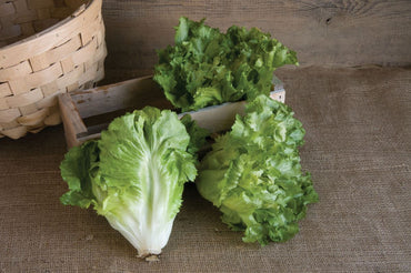 Natacha – Escarole Seed