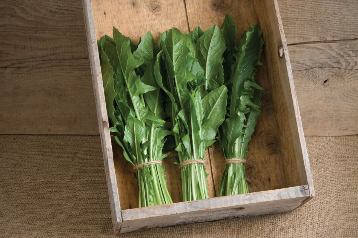 Clio – Italian Dandelion Seed