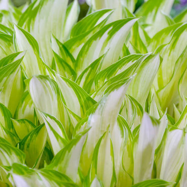 Kiwi Spearmint Hosta
