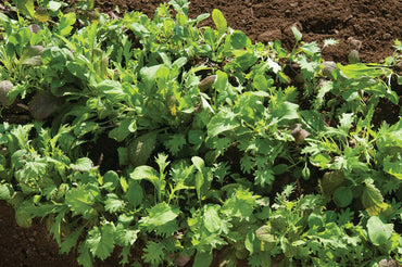 Ovation Greens Mix – Organic Seeds