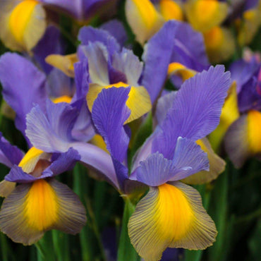 Iris Flashlight Purple and White Bulb