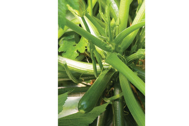 Partenon – Organic Zucchini Seeds