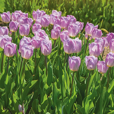 Candy Prince Tulip Seeds