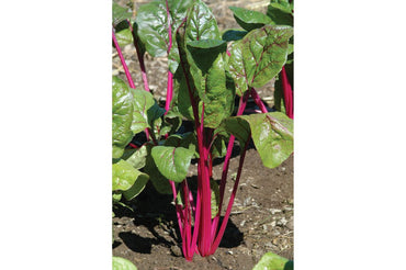Magenta Sunset – Swiss Chard Seed