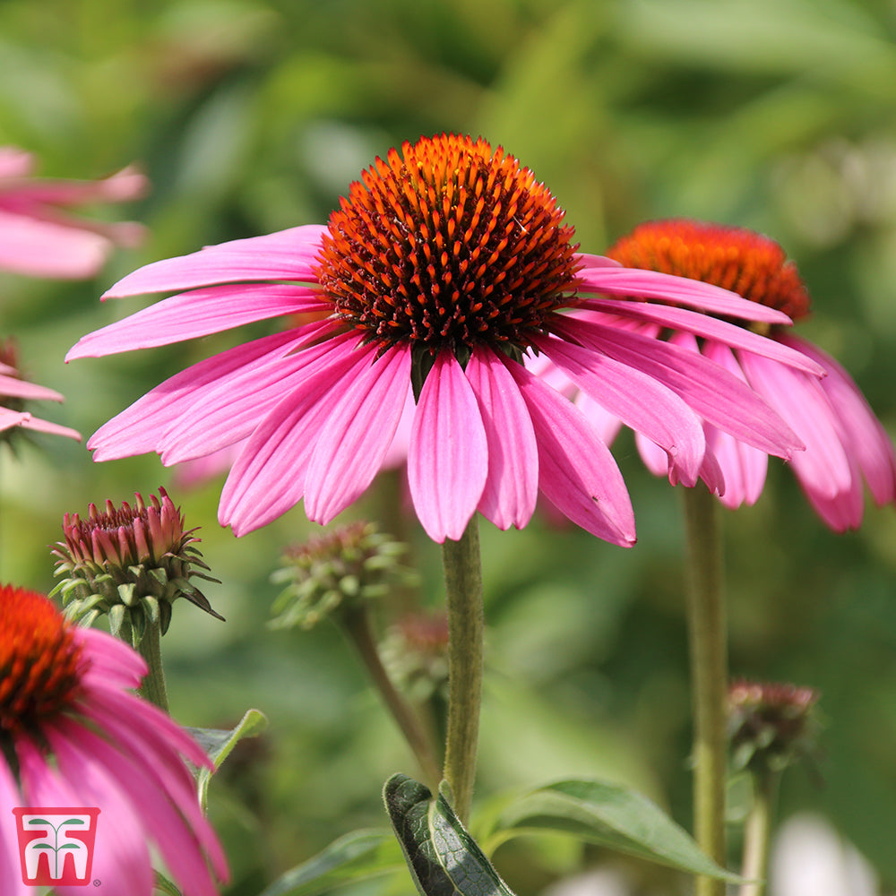 Echinacea purpurea – Echinacea Seed