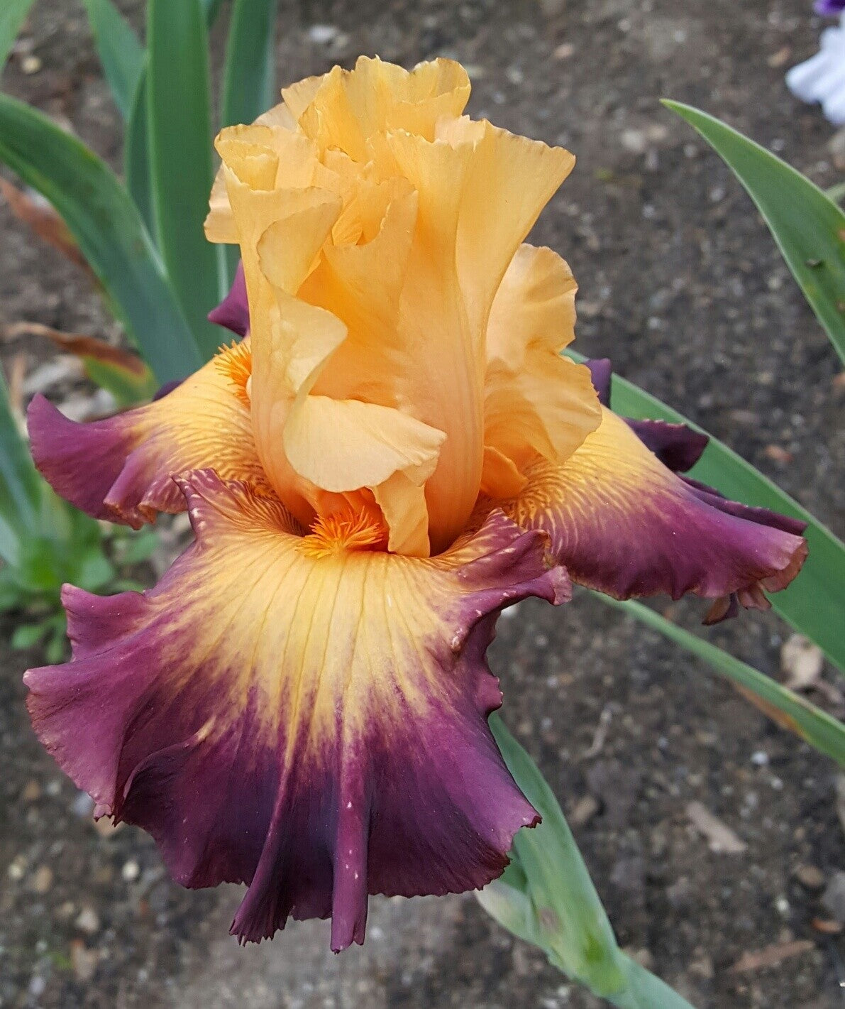 Jazz Band Bearded Iris
