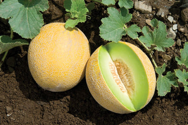 Diplomat – Melon Seed