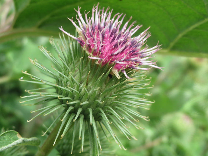 Heirloom Arctium Lappa Flower Seeds, Non-GMO Medicinal Burdock Blooms for Garden Planting