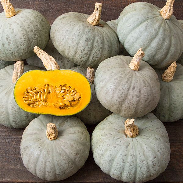 Shokichi Shiro – Kabocha Squash Seed