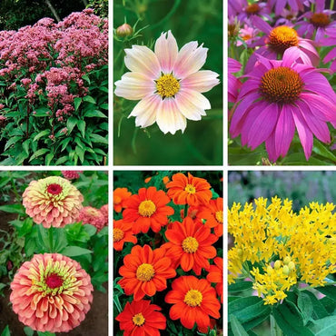 Seedling 5 Pack- Cut Flower Collection