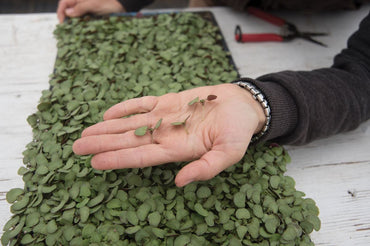 Shiso, Britton – Microgreen Seed