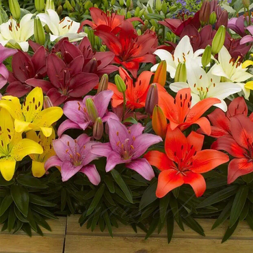 Multicolored Lily Bulbs (15 Stunning Colors)