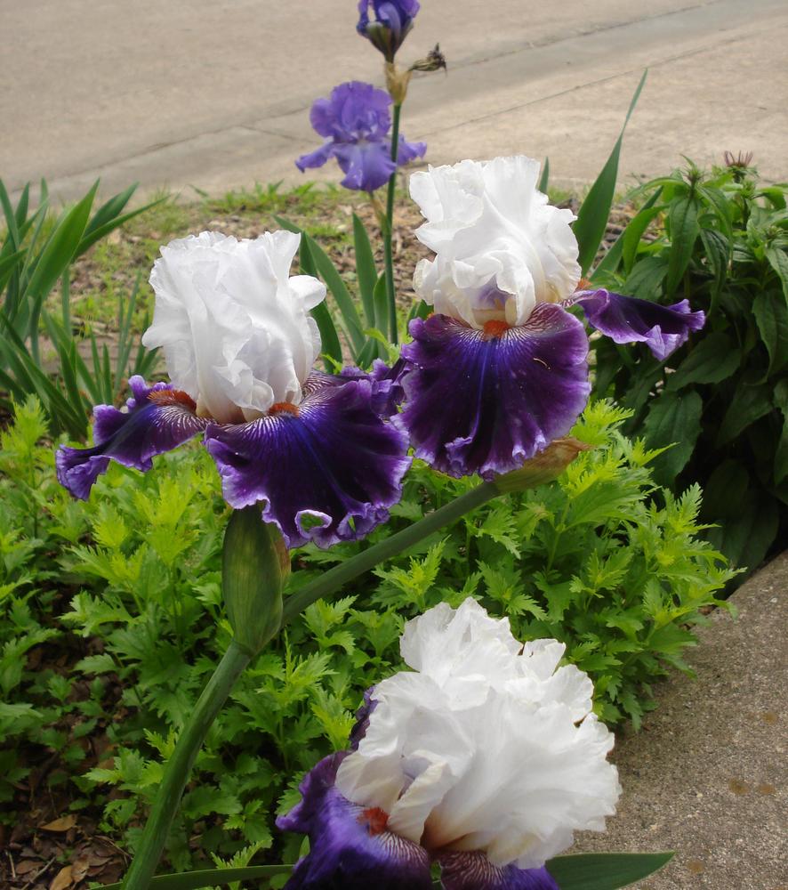 Royal Orders Bearded Iris
