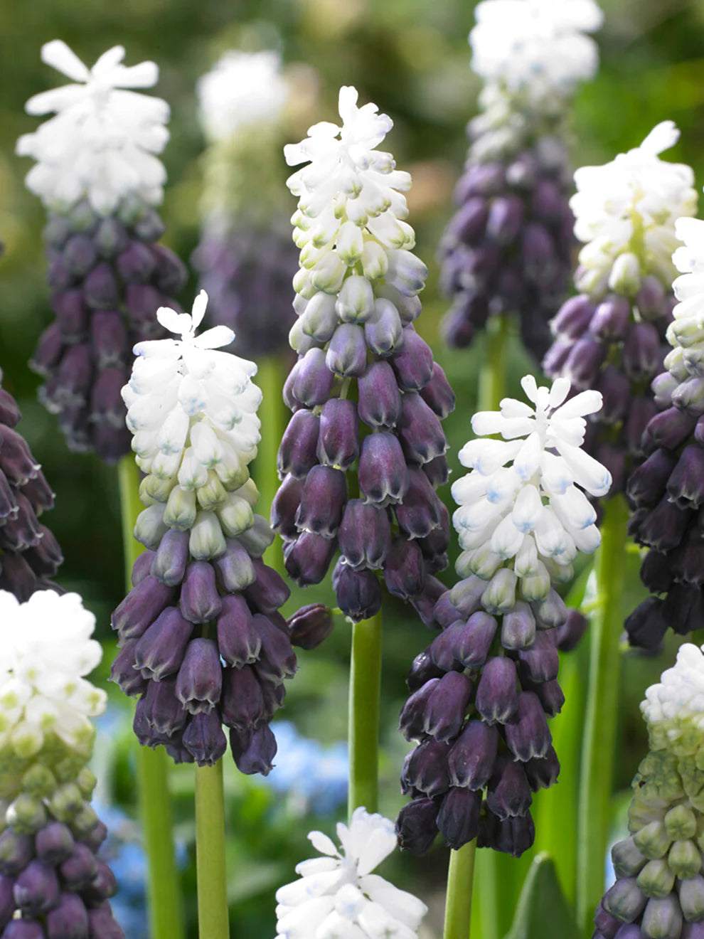 Grape Ice Grape Hyacinth Seeds