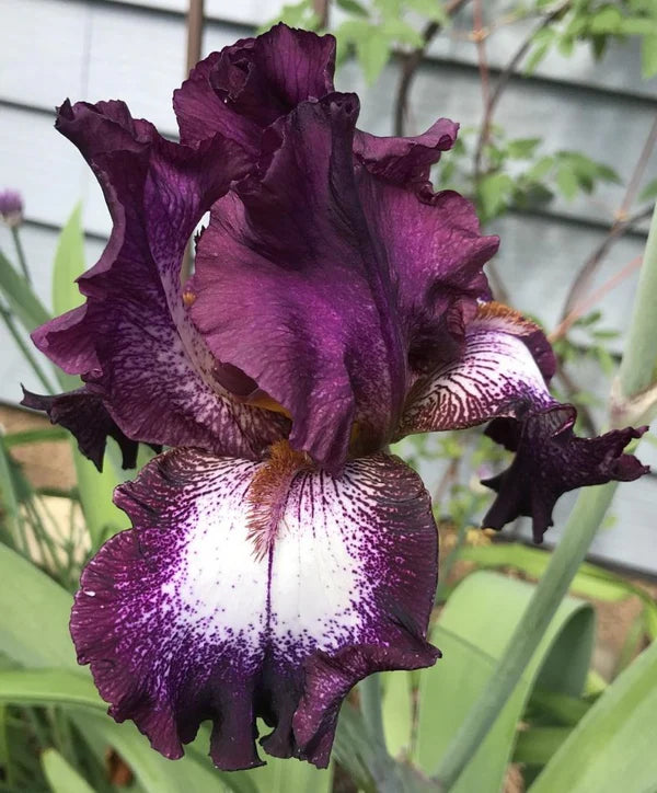 Tennison Ridge Reblooming Tall Bearded Iris