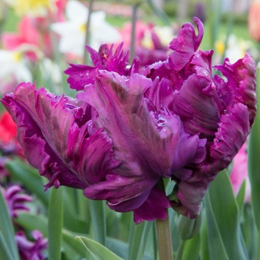 Parrot Tulip- Negrita