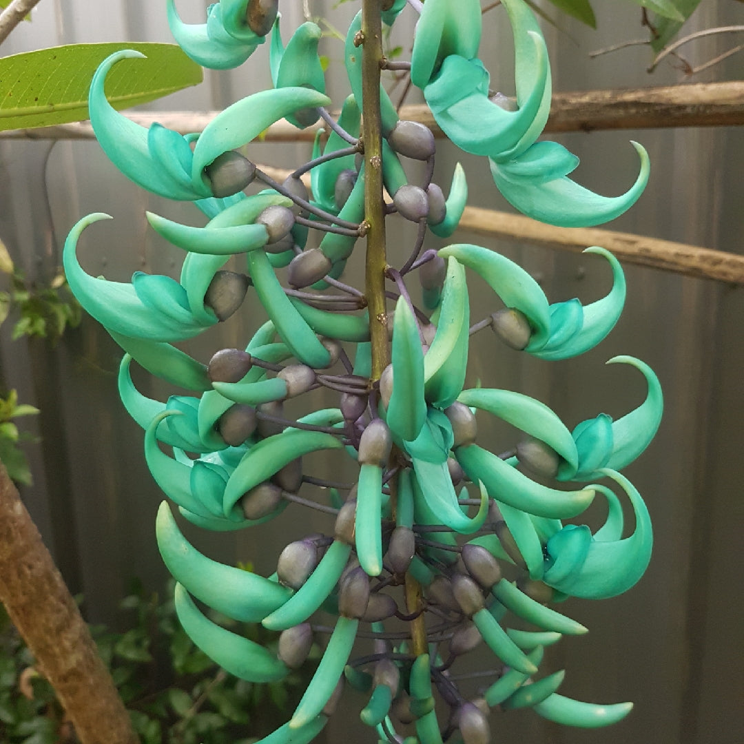 Organic Green Jade Flower Seeds for Planting – Heirloom, Non-GMO