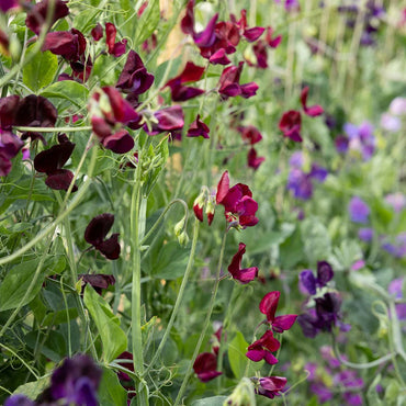 Heirloom Non-GMO Lathyrus Flower Seeds for Garden Planting – Fragrant Climbing Blooms