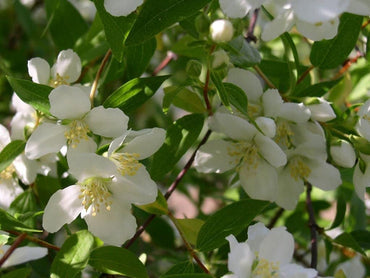White Philadelphus Coronarius Flower Seeds – Heirloom Non-GMO Mock Orange Blooms for Fragrant Gardens