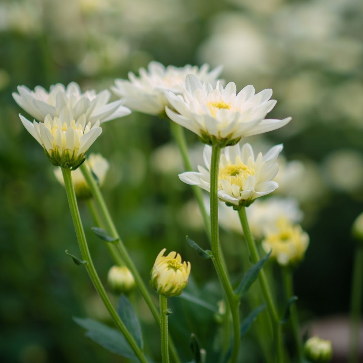 Chrysanthemum- Frosty White (seedling)
