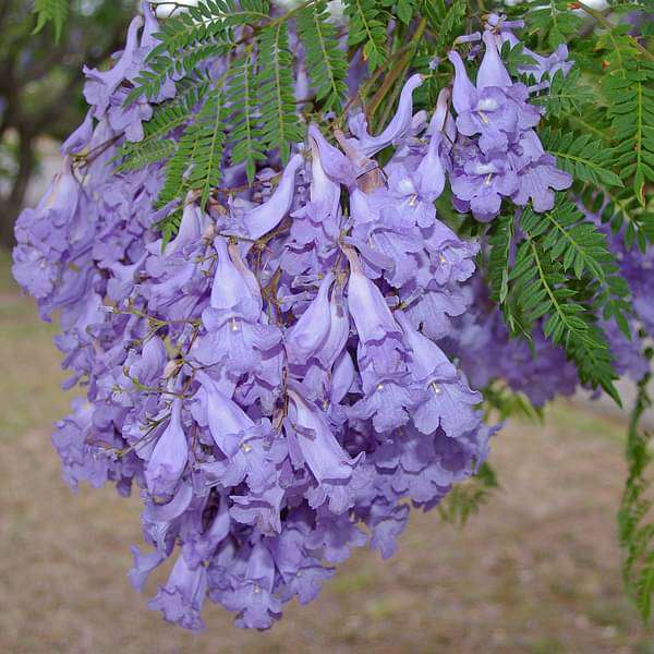 Jacaranda Mimosifolia Seeds