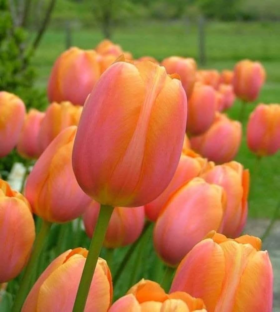 Orange Sherpa Tulip Seeds