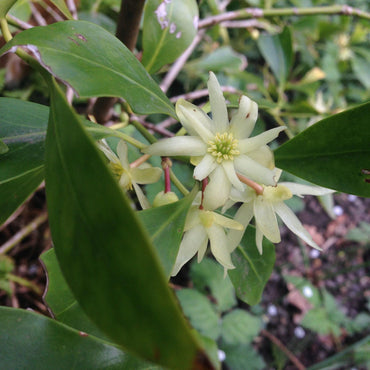 Heirloom Non-GMO Illicium Verum Plant Seeds – Star Anise Spice Seeds for Garden Planting