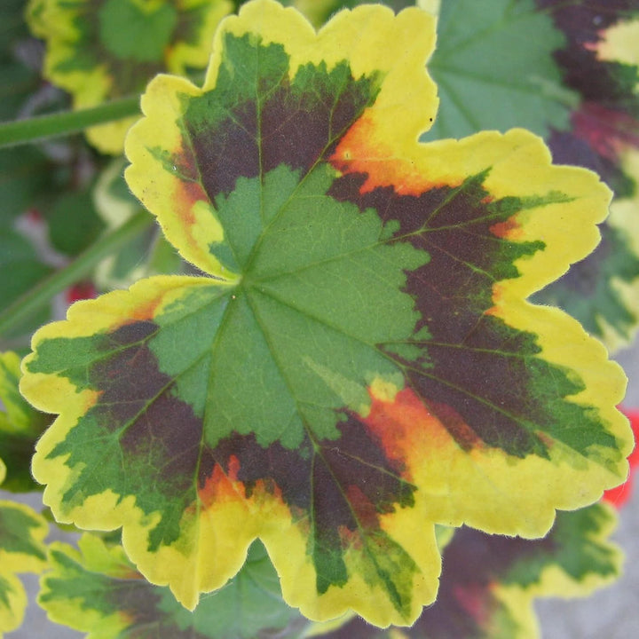 Heirloom Non-GMO Mixed Variegated Geranium Flower Seeds for Planting – Unique Colorful Garden Blooms