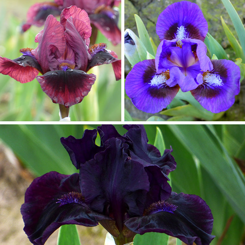 Dwarf Bearded Iris Collection