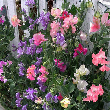Sweetpea- Bijou Mix