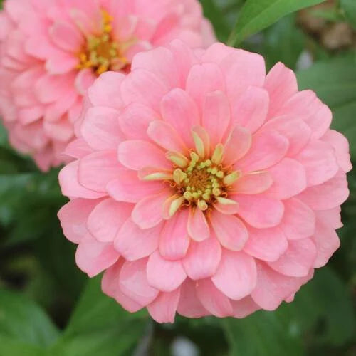 Heirloom Pastel Mix Zinnia Flower Seeds for Planting – Bright, Vibrant Blooms for Your Garden