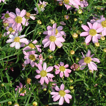 Coreopsis Rosea Flower Seeds for Planting, Heirloom, Non-GMO