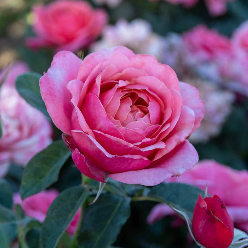 Miss Manners Grandiflora Rose