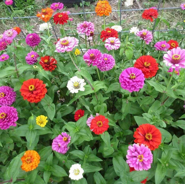 Mixed Zinnia Flower Seeds for Planting – Vibrant Colors for Garden Blooms, Non-GMO, Heirloom seeds