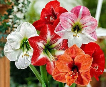 Mixed Amaryllis flower seeds – heirloom, non-GMO exotic flower seeds for planting