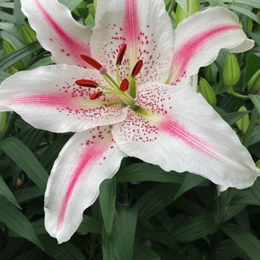 Oriental Lily- Lovely Day