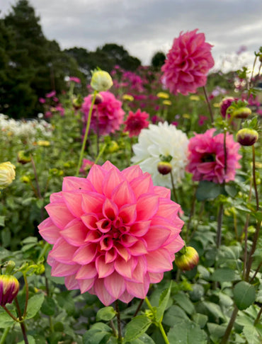 Dahlia- Juliette (Tuber)