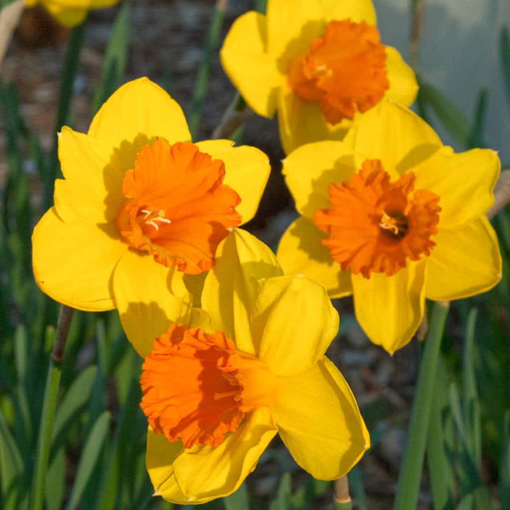 Daffodil- Pimpernel