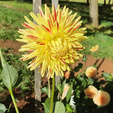 Dahlia- Devon Odyssey (Tuber)