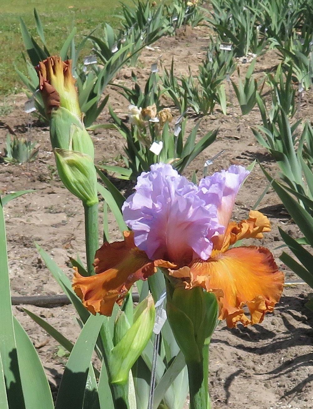 Valley of Dreams Bearded Iris