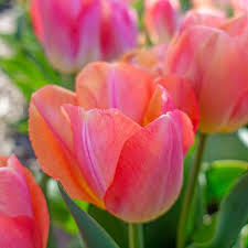 Cool Pink Lemonade Tulip Seeds