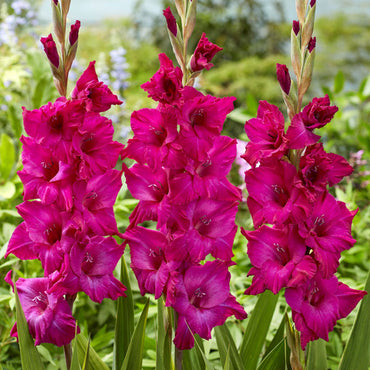 Gladiolus- Palermo