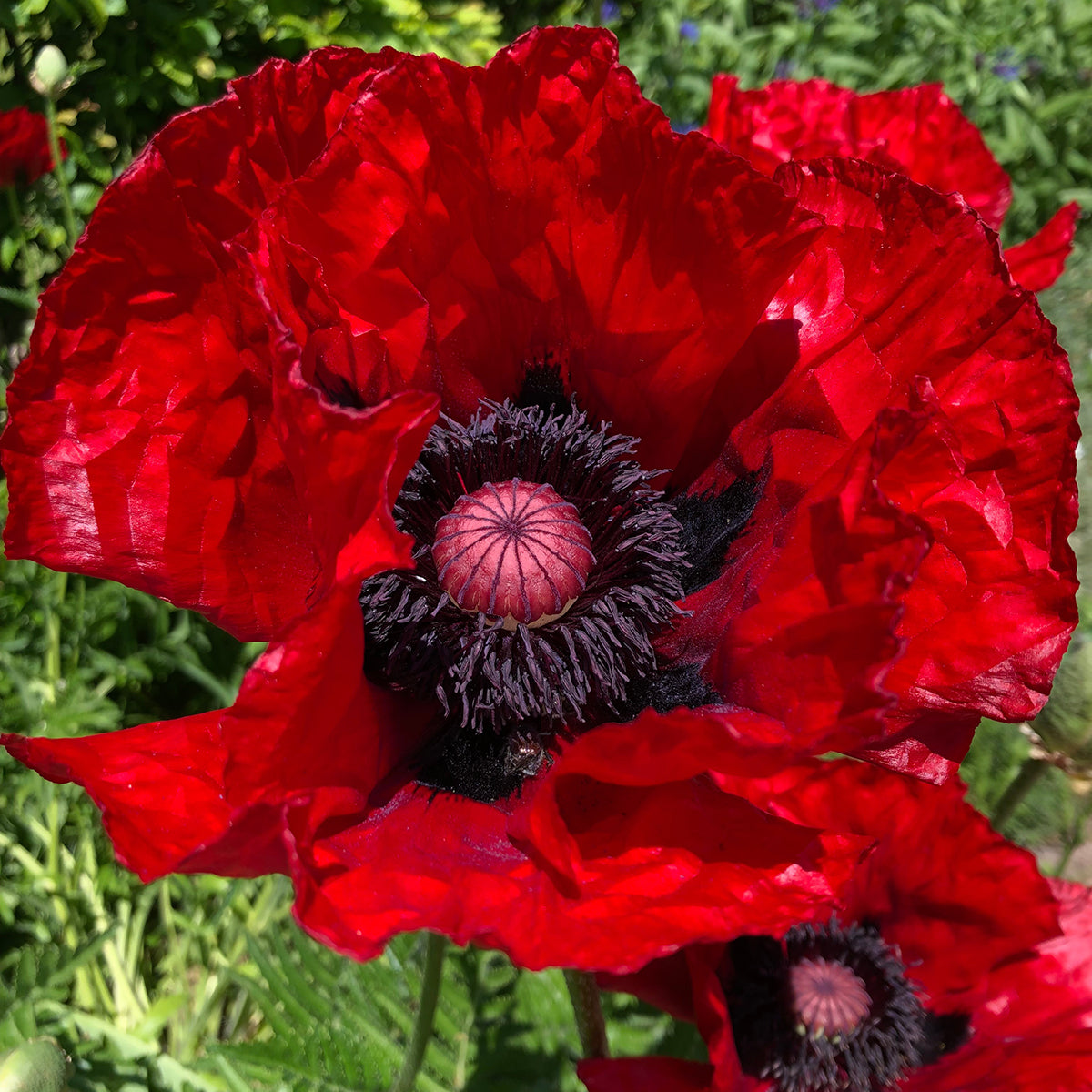 Heartbeat Oriental Poppy